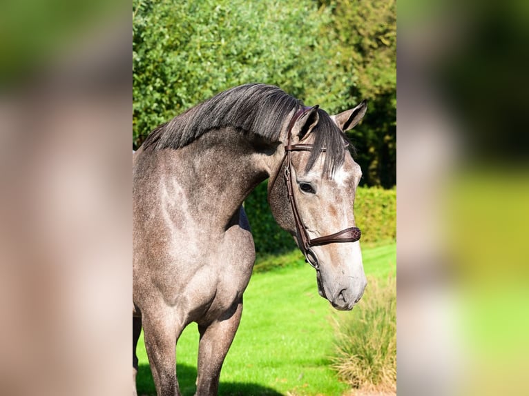 Holstein Castrone 4 Anni 171 cm Grigio in Bladel