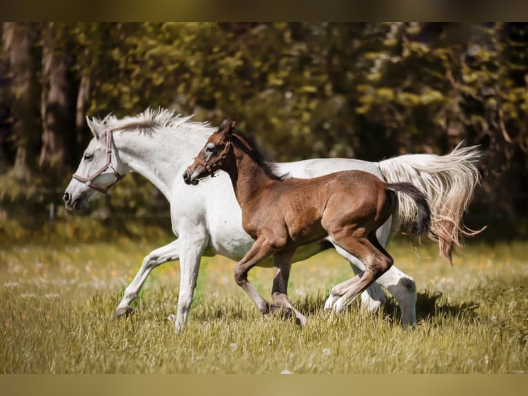 Holstein Castrone 4 Anni 172 cm Grigio in Toppenstedt