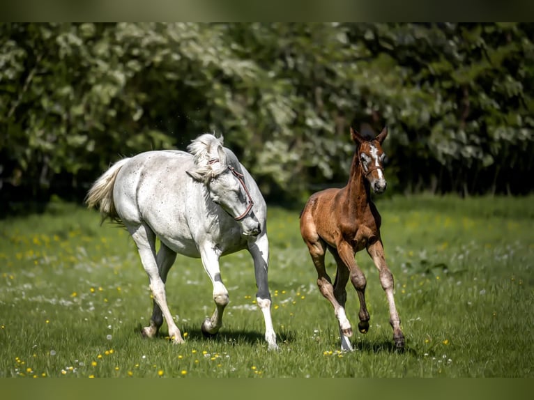 Holstein Castrone 4 Anni 172 cm Grigio in Toppenstedt