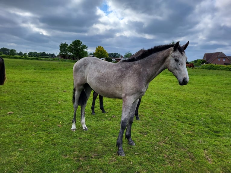 Holstein Castrone 4 Anni 172 cm Grigio in Toppenstedt