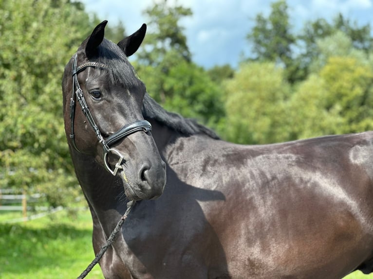 Holstein Castrone 4 Anni 172 cm Morello in Königheim