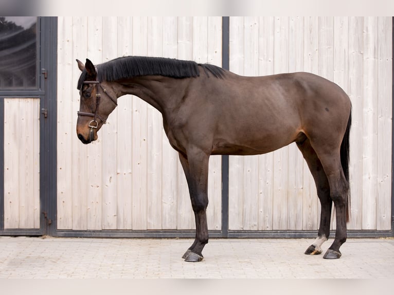 Holstein Castrone 4 Anni 173 cm Baio scuro in OBORZNIA