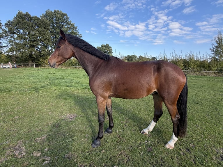 Holstein Castrone 4 Anni 175 cm Baio in Klempau