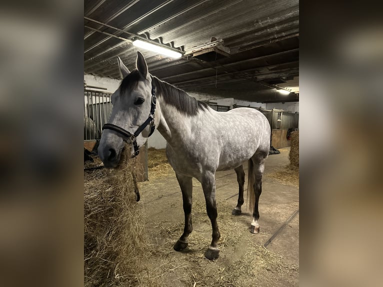 Holstein Castrone 4 Anni 175 cm Grigio in Prague