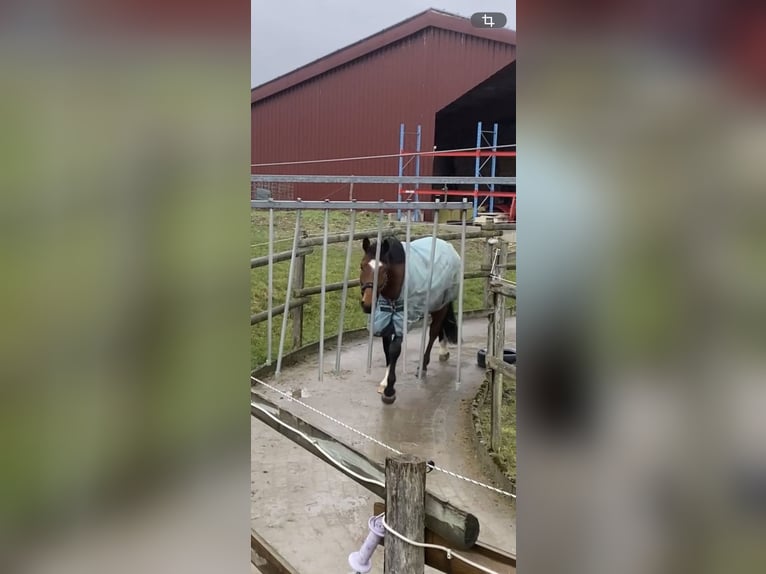 Holstein Castrone 4 Anni Baio in Geseke