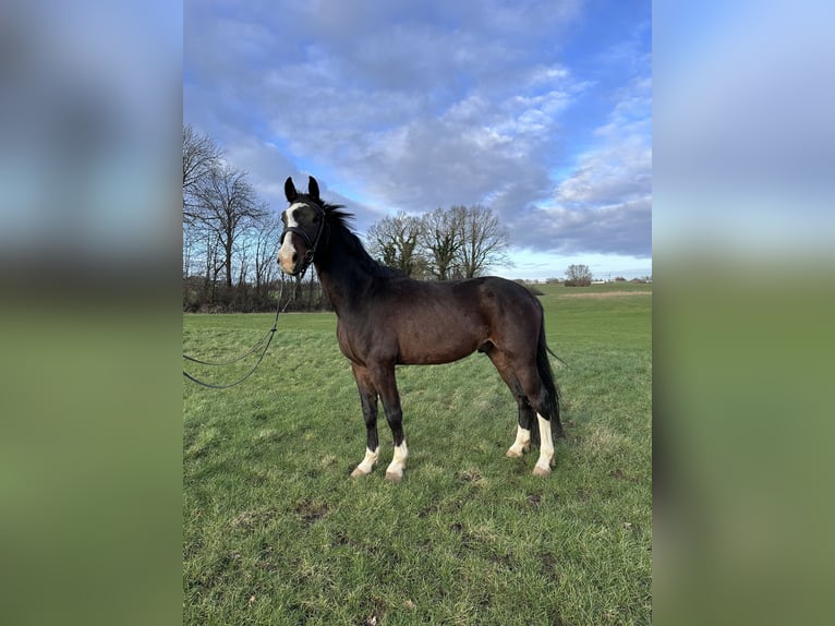 Holstein Castrone 4 Anni Baio in Tüttendorf