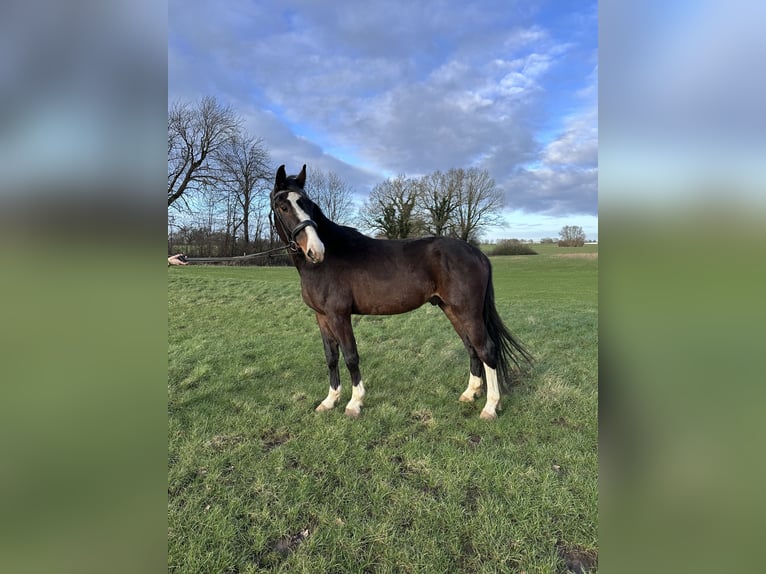 Holstein Castrone 4 Anni Baio in Tüttendorf