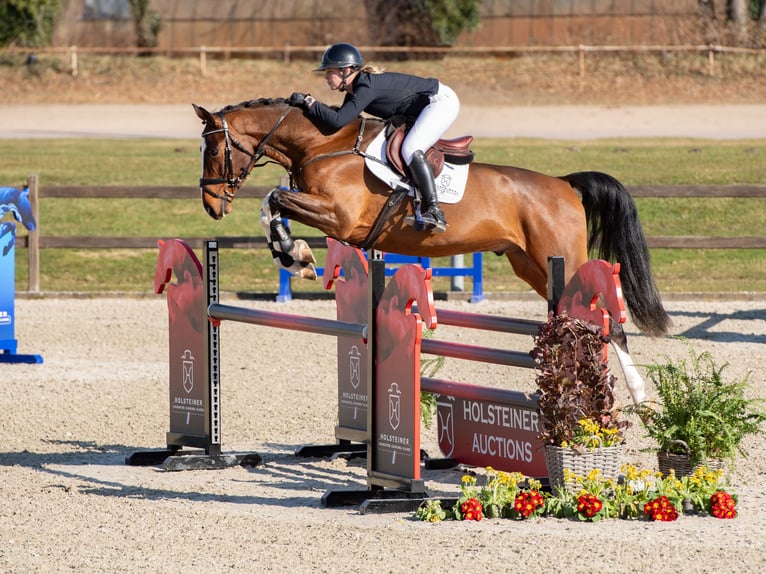 Holstein Castrone 4 Anni Baio in Elmshorn