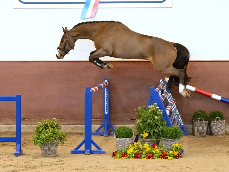 Holstein Castrone 4 Anni Baio in Elmshorn