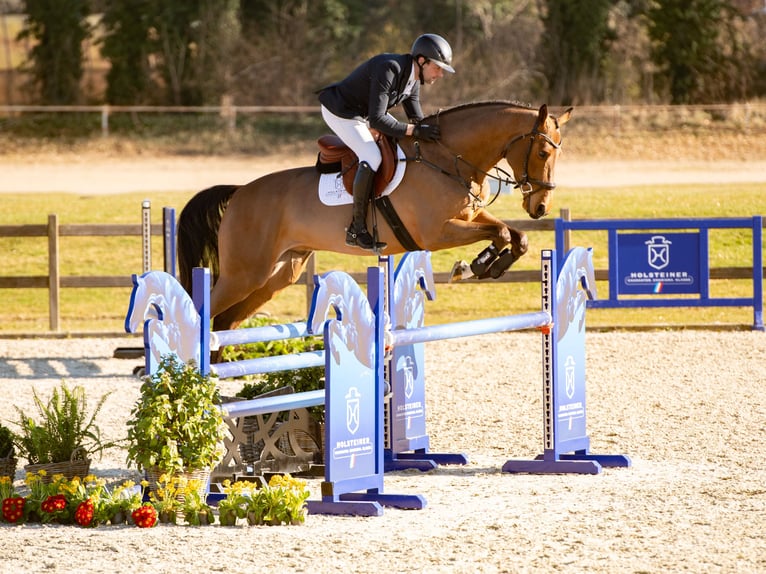 Holstein Castrone 4 Anni Baio in Elmshorn