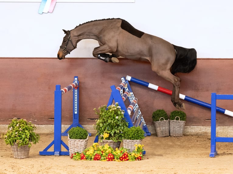 Holstein Castrone 4 Anni Baio scuro in Elmshorn