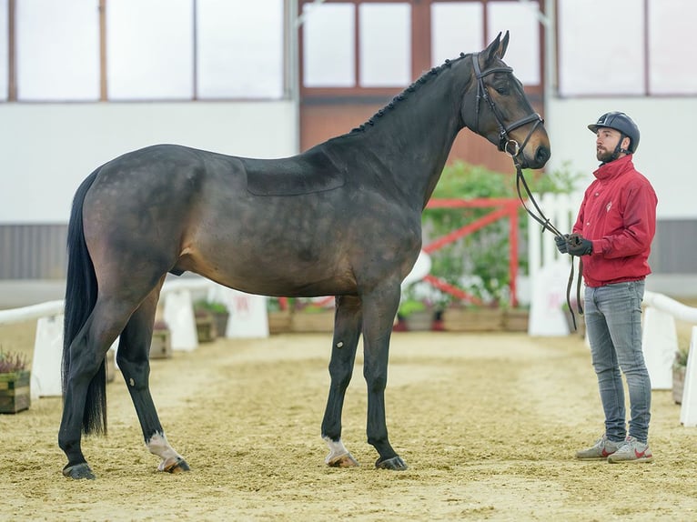 Holstein Castrone 4 Anni Baio scuro in Münster-Handorf