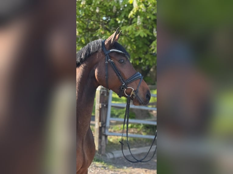 Holstein Castrone 4 Anni in Timmendorfer Strand