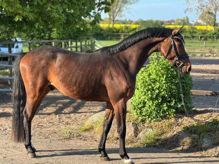 Holstein Castrone 4 Anni in Timmendorfer Strand