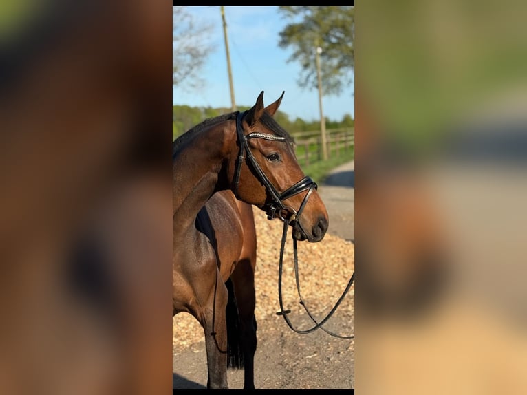Holstein Castrone 4 Anni in Timmendorfer Strand