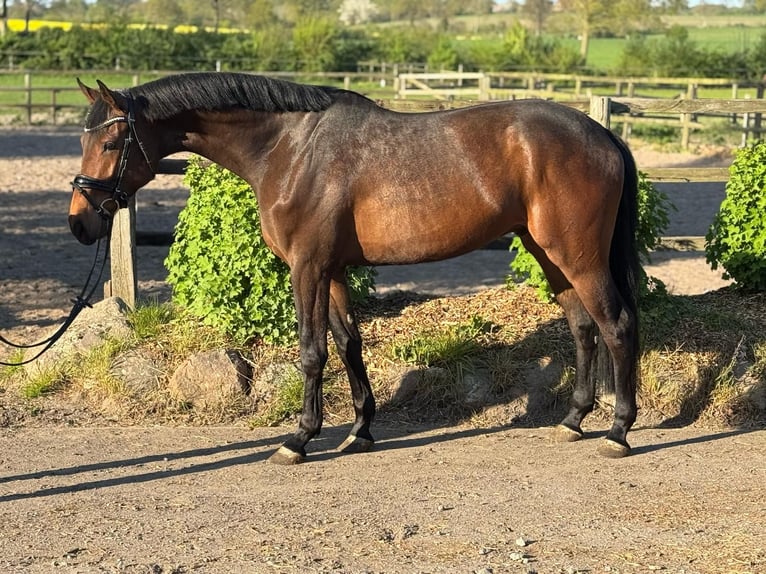 Holstein Castrone 4 Anni in Timmendorfer Strand