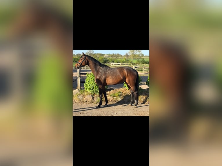 Holstein Castrone 4 Anni in Timmendorfer Strand