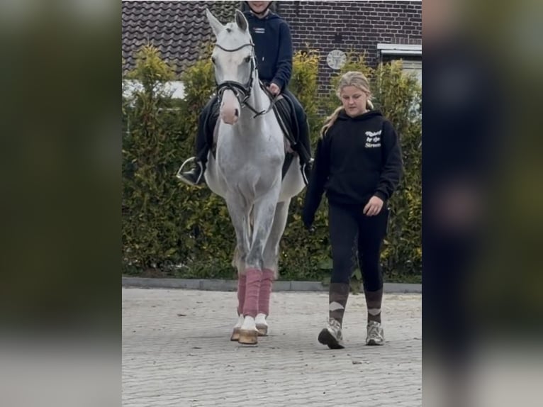 Holstein Castrone 5 Anni 158 cm Grigio pezzato in Nettetal