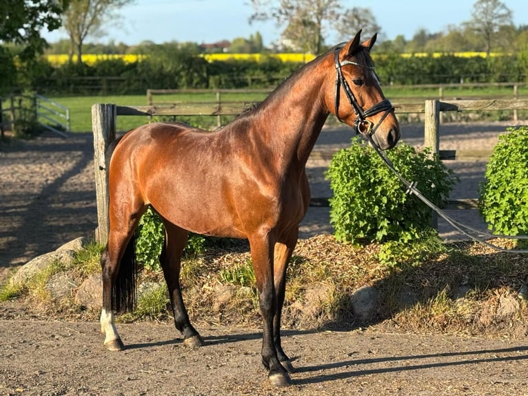 Holstein Castrone 5 Anni 163 cm in Timmendorfer Strand