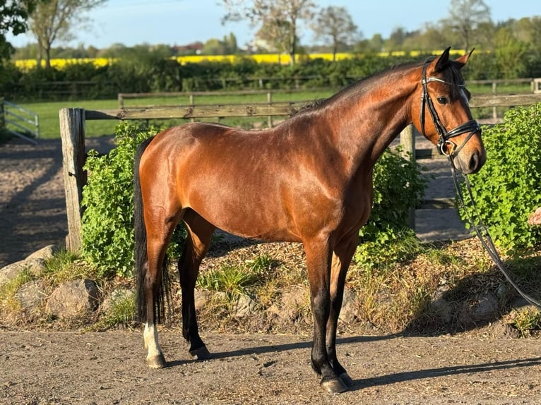 Holstein Castrone 5 Anni 163 cm in Timmendorfer Strand
