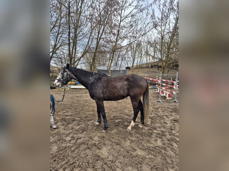 Holstein Castrone 5 Anni 163 cm Grigio ferro in Fichtenhöhe OT Görlsdorf