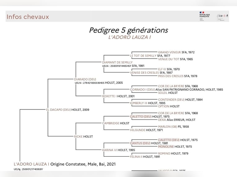 Holstein Mix Castrone 5 Anni 164 cm in Couiza