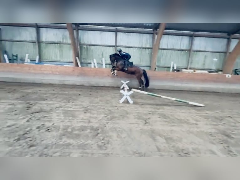 Holstein Castrone 5 Anni 165 cm in Timmendorfer Strand