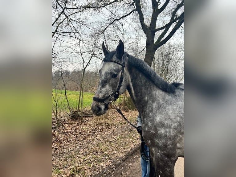 Holstein Castrone 5 Anni 165 cm Grigio in Enschede