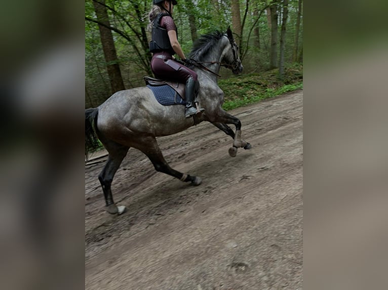 Holstein Castrone 5 Anni 165 cm Grigio in Enschede