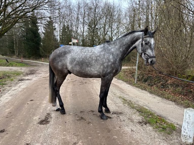 Holstein Castrone 5 Anni 165 cm Grigio in Enschede