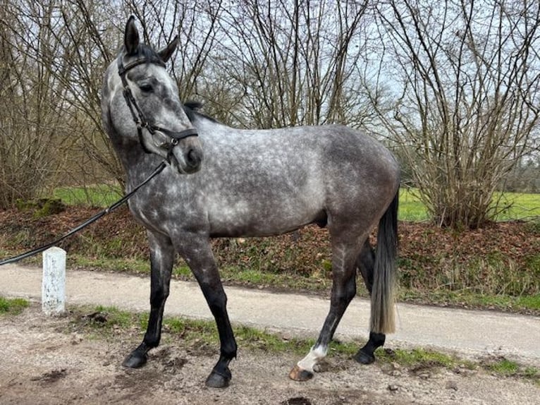 Holstein Castrone 5 Anni 165 cm Grigio in Enschede