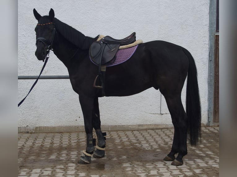 Holstein Castrone 5 Anni 165 cm Morello in Unterneukirchen