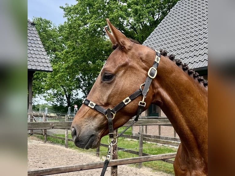 Holstein Castrone 5 Anni 165 cm Sauro in Elsdorf