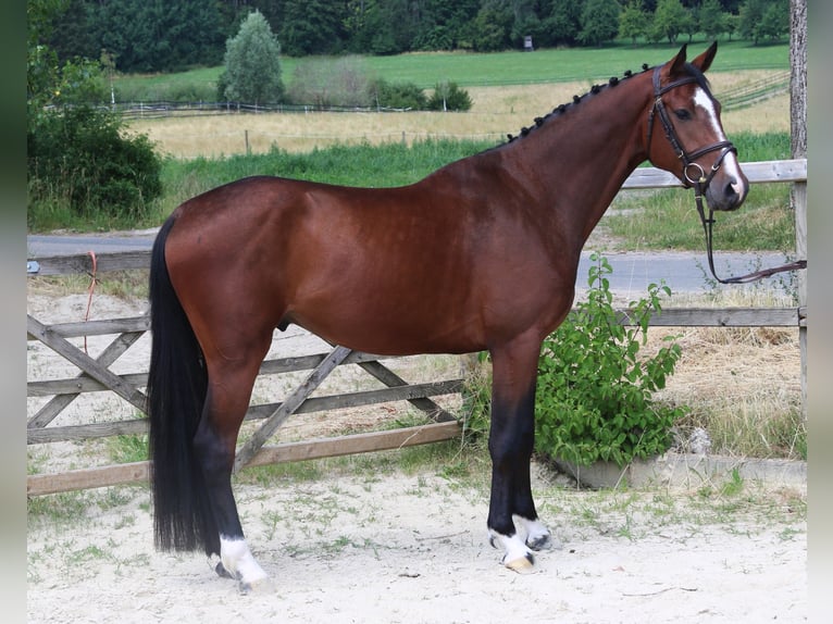 Holstein Castrone 5 Anni 166 cm Baio scuro in Bad Dürrheim
