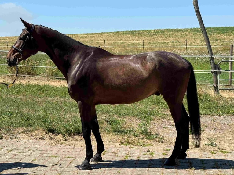 Holstein Castrone 5 Anni 166 cm Può diventare grigio in Walzbachtal