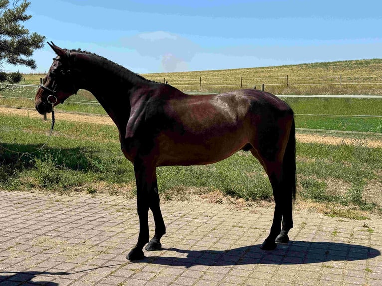 Holstein Castrone 5 Anni 166 cm Può diventare grigio in Walzbachtal
