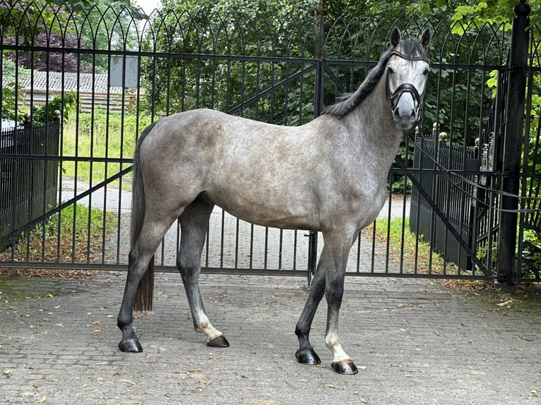 Holstein Castrone 5 Anni 167 cm Grigio pezzato in Heiligenstedten