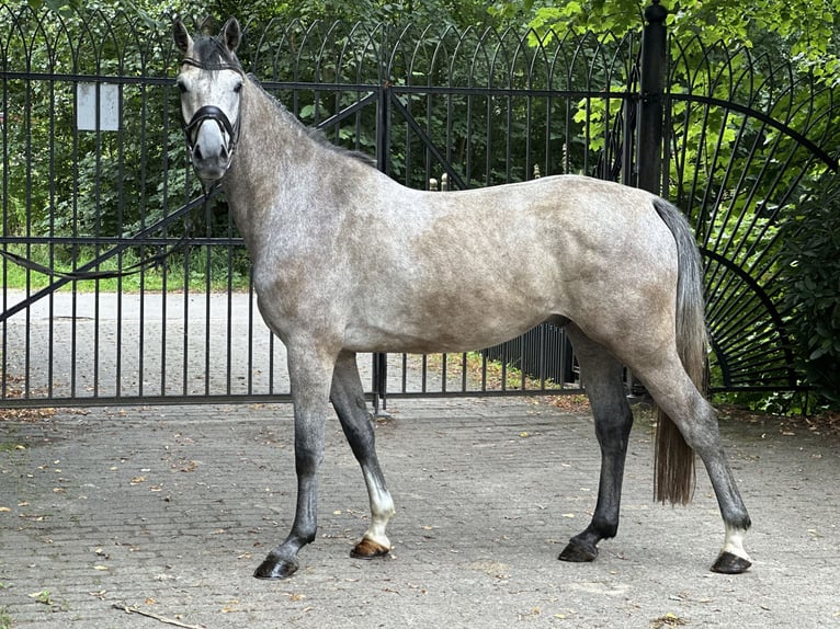 Holstein Castrone 5 Anni 167 cm Grigio pezzato in Heiligenstedten