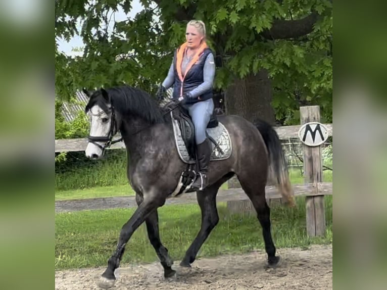 Holstein Castrone 5 Anni 167 cm Può diventare grigio in Vaale