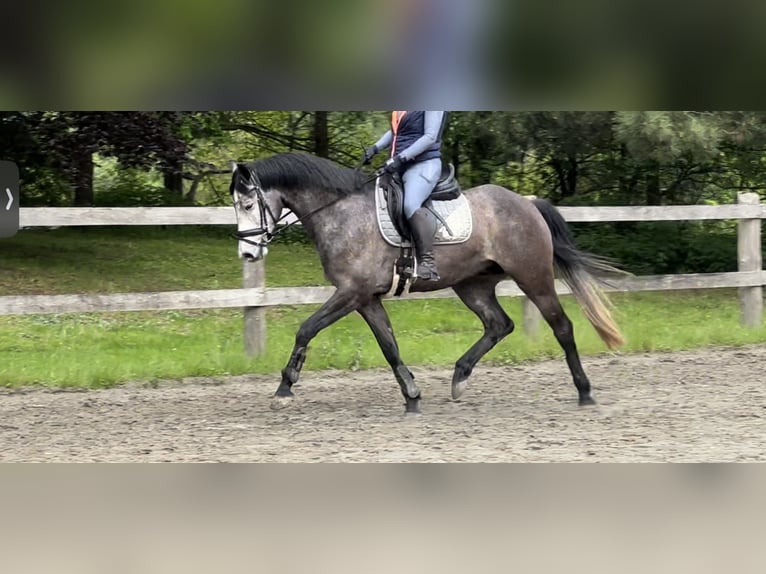 Holstein Castrone 5 Anni 167 cm Può diventare grigio in Vaale