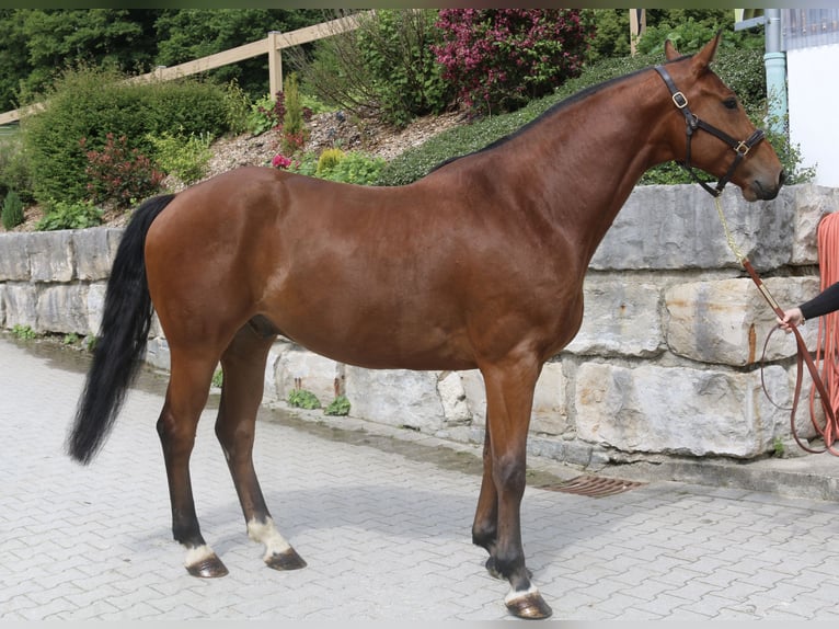 Holstein Castrone 5 Anni 169 cm Baio chiaro in Erharting