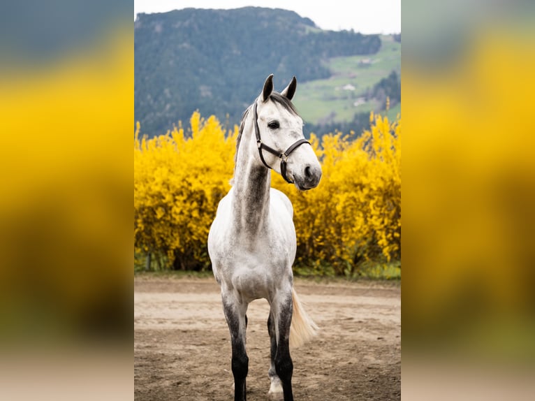 Holstein Castrone 5 Anni 170 cm Grigio in Jenbach