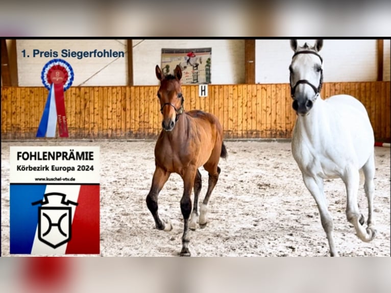 Holstein Castrone 5 Anni 170 cm Grigio in Celle