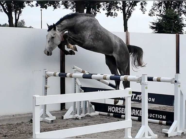 Holstein Castrone 5 Anni 170 cm Grigio in Waddinxveen
