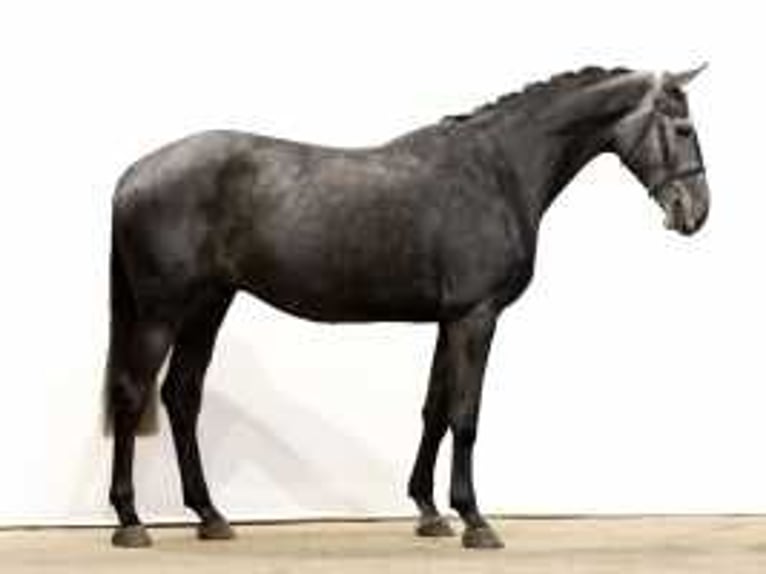 Holstein Castrone 5 Anni 170 cm Grigio ferro in Waddinxveen