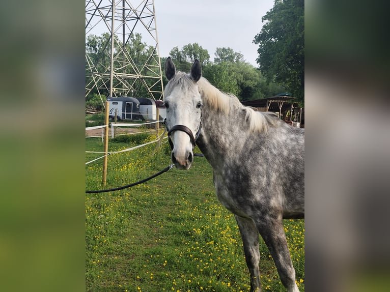 Holstein Castrone 5 Anni 171 cm Grigio in L&#xF6;rrach