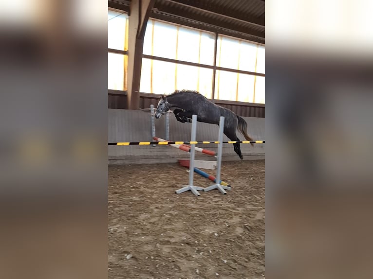 Holstein Castrone 5 Anni 172 cm Grigio in Bremen