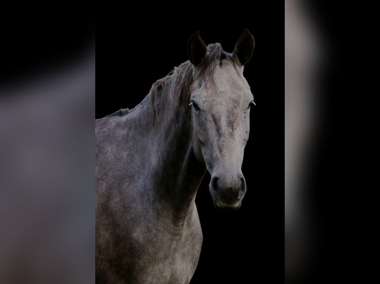 Holstein Castrone 5 Anni 172 cm Grigio in Bremen