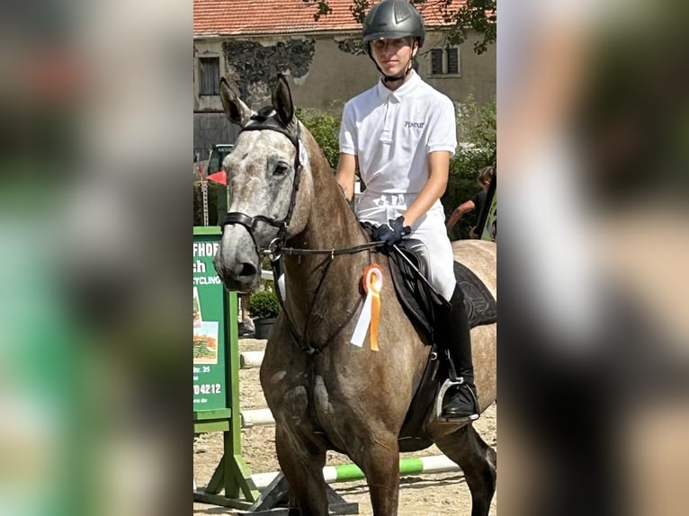 Holstein Castrone 5 Anni 172 cm Grigio in Großhennersdorf