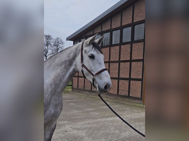 Holstein Castrone 5 Anni 172 cm Grigio in Zeven